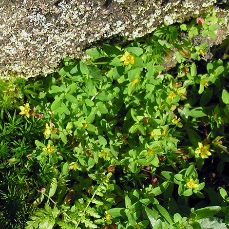 Hypericum humifusum whole