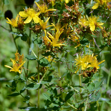 Hypericum maculatum close