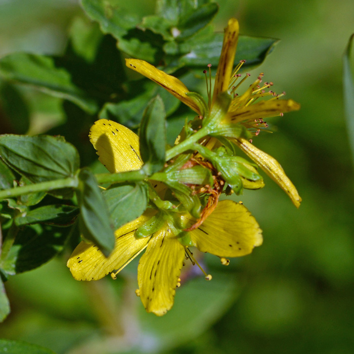 αδυνάτισμα έξτρα hypericum απόψεις