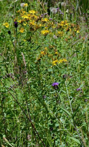 Hypericum maculatum whole