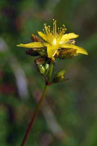 Hypericum montanum flower