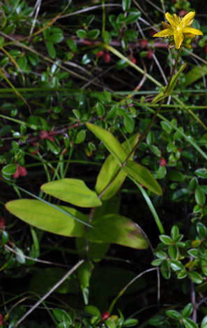 Hypericum montanum whole