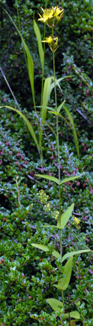 Hypericum montanum whole