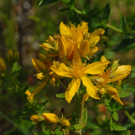 Hypericum perforatum close