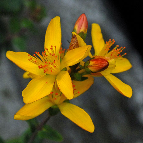 Hypericum pulchrum close