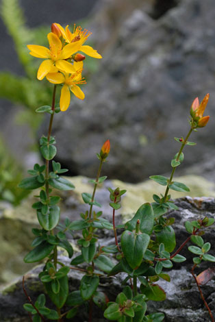 Hypericum pulchrum whole