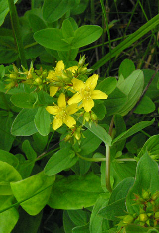 Hypericum tetrapterum whole