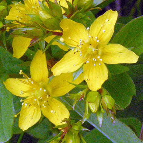 Hypericum tetrapterum close