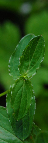 Hypericum undulatum leaves
