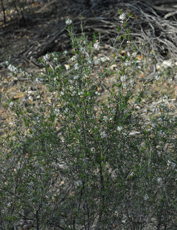 Hypocalymma angustifolium