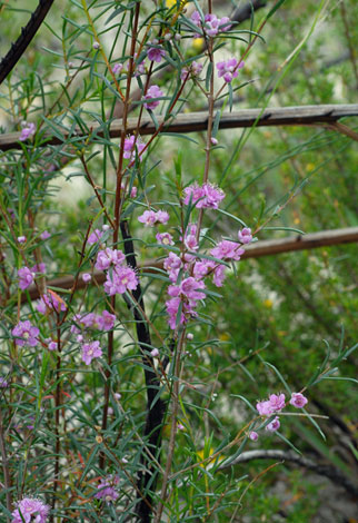 Hypocalymma robustum whole
