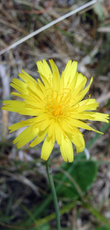 Hypocharis glabra flower