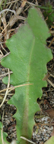 Hypocharis glabra leaf