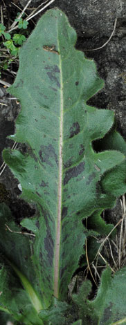 Hypochaeris maculata leaf