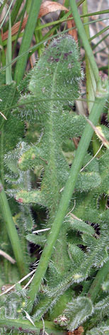 Hypochaeris radicata