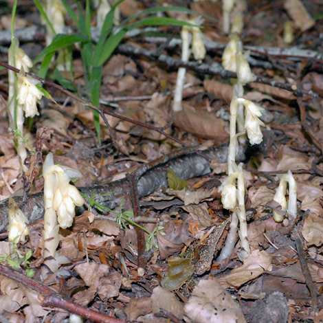 Monotropa hypopitys whole