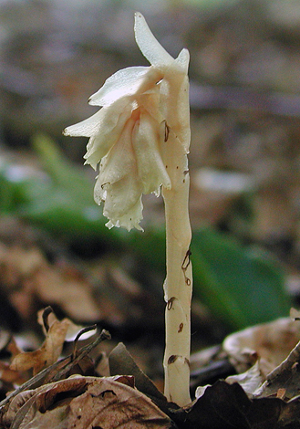 Monotropa hypopitys close