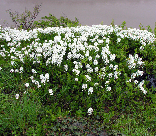 Iberis sempervirens whole