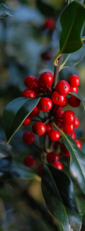 Ilex aquifolium berry