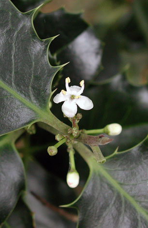 Ilex aquifolium flower