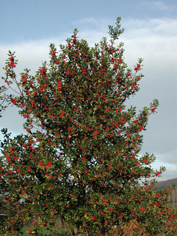 Ilex aquifolium whole