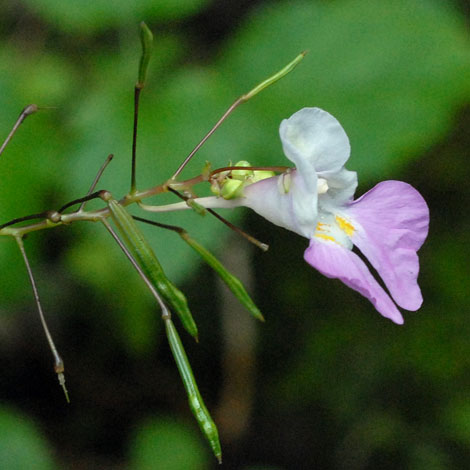 Impatiesn balfourii whole