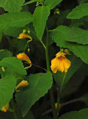 Imatiens noli-tangere close