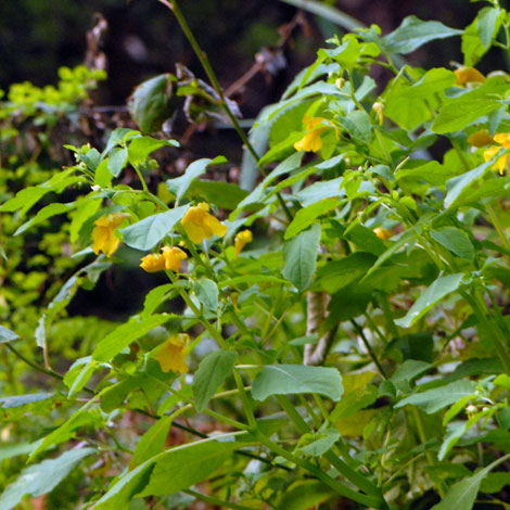 Imatiens noli-tangere whole