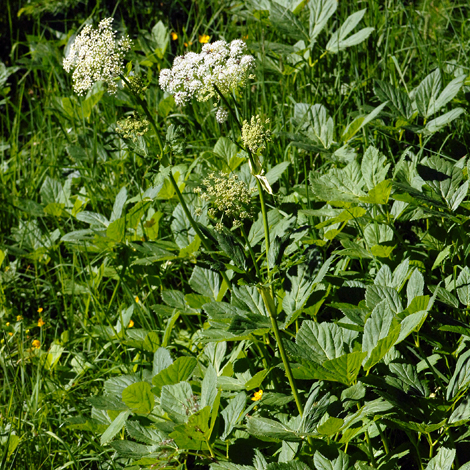Imperatoria ostruthium whole