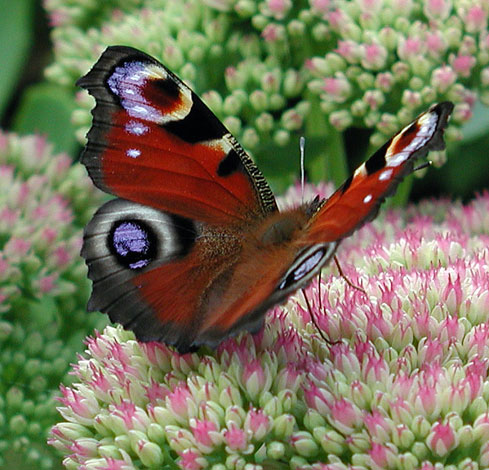 Inachis io peacock butterfly