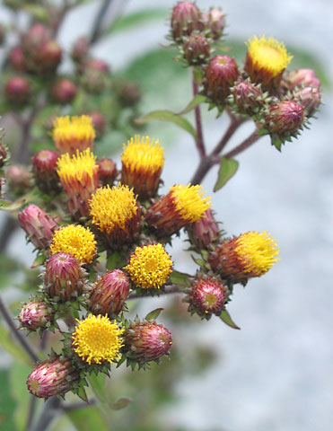 Inula conyzae flower
