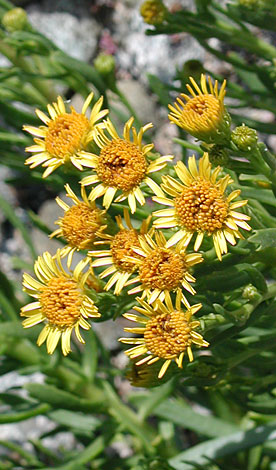 Inula crithmoides whole