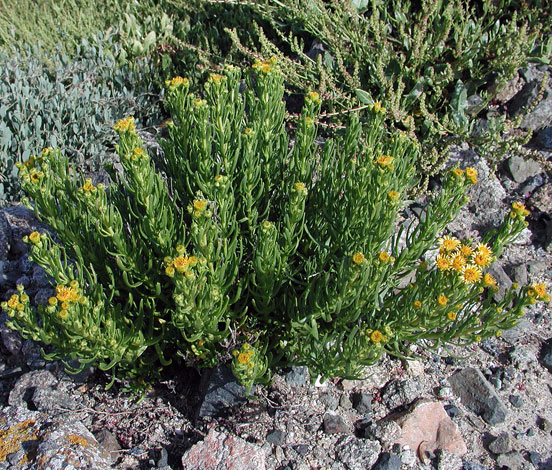 Inula crithmoides whole