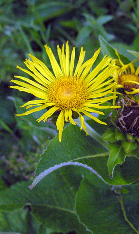 Inula helenium