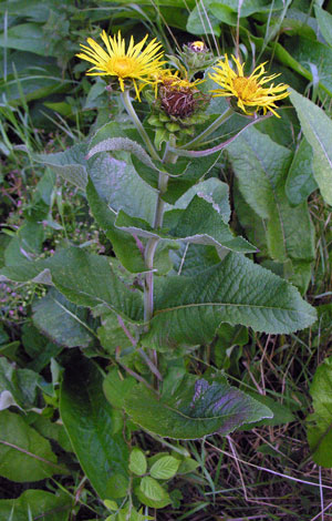 Inula helenium whole