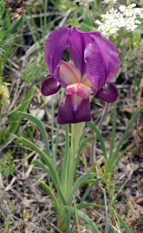 Iris barnumiae close
