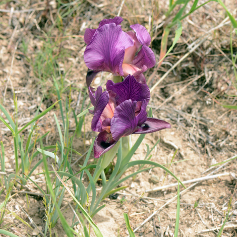 Iris barnumiae whole