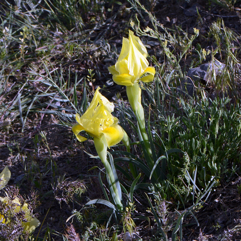 Iris barnumiaea forma urmiensis whole