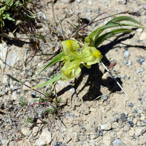 Iris caucasica whole