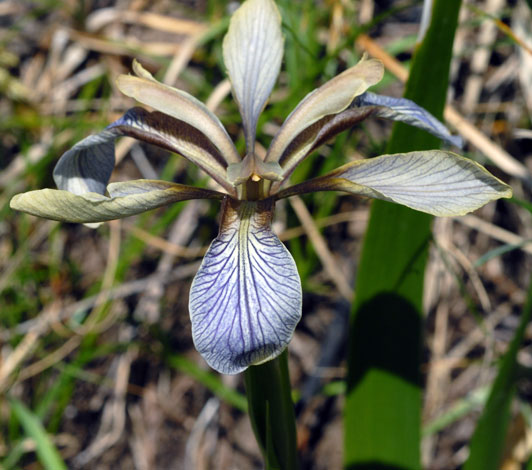 Iris foetidissima flower