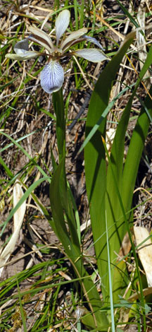 Iris foetidissima whole