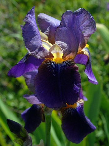 Iris germanica