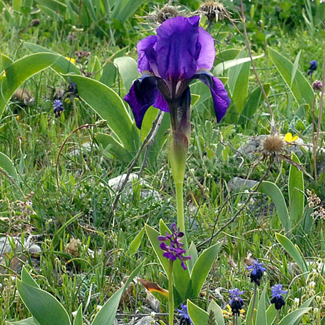 Iris lutescens blue