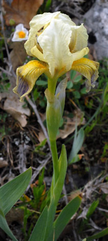 Iris lutescens yellow