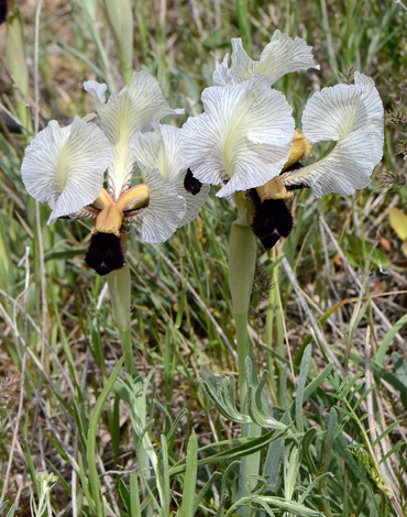 Iris paradoxa close