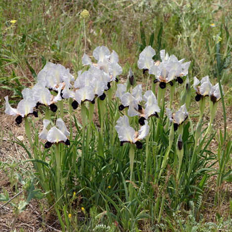 Iris paradoxa whole
