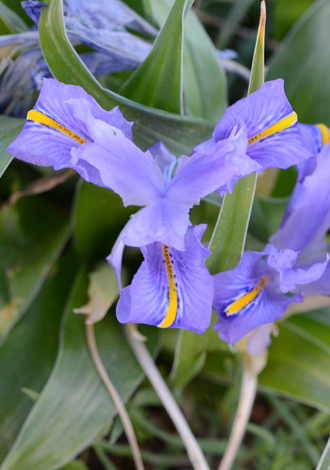 Iris planifolia close