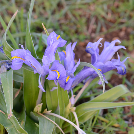 Iris planifolia whole
