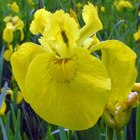 Iris pseudacorus close