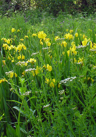 Iris pseudacorus group